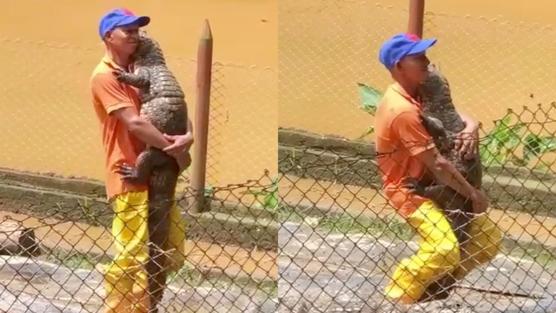 ¿Quién dijo miedo? Hombre baila románticamente abrazado de un cocodrilo 